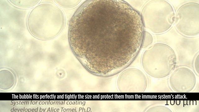 DRI Scientist Diana Velluto Talks About Protecting Transplanted Islet Cells смотреть онлайн