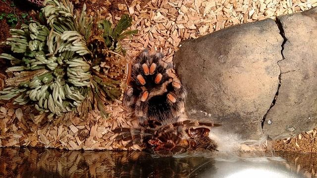 Линька паука птицееда. Интервальная съемка. смотреть онлайн