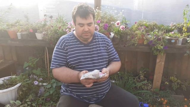 Рассада разрастается и зацветает прямо на глазах. Полейте этим удобрением. смотреть онлайн