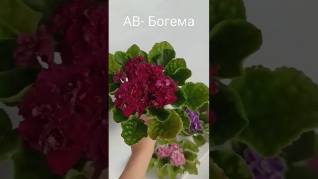 Цветущая сортовая фиалка АВ- Богема смотреть онлайн