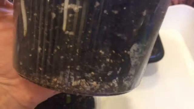 Каллы 14.04.18 Обзор проросших клубней каллы смотреть онлайн