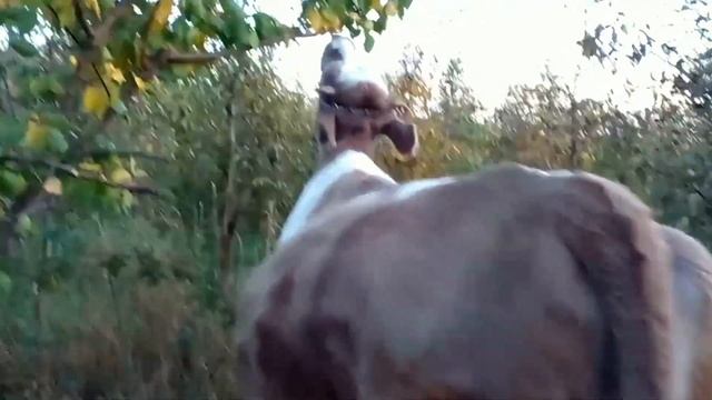 ВЕЧЕРНЯЯ УПРАВА ПО ХОЗЯЙСТВУ С ЖИВОТНЫМИ ,И ОСЕННЯЯ ПРОГУЛКА ПО ЛЕСУ; смотреть онлайн