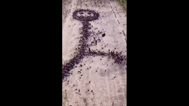 Выложить рисунок живыми курицами. ? ? ? смотреть онлайн