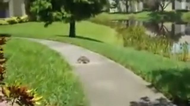 кто сказал что черепахи медленные? Прикол!! смотреть онлайн