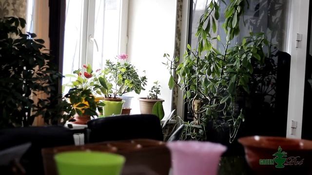 Цветочный горшок с Автополивом и микроклиматом смотреть онлайн