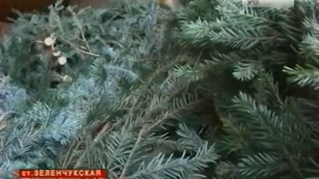 Полицейские продолжают задерживать автомашины с незаконными ёлками смотреть онлайн