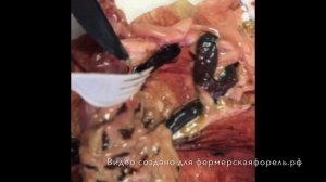 Как по внутренностям определить здоровая ли форель