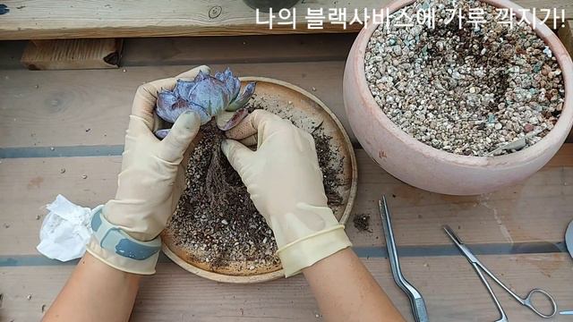 대품 블랙사바스가 쫄보가 됐어요! 원인은 바로 가루깍지였어요! смотреть онлайн