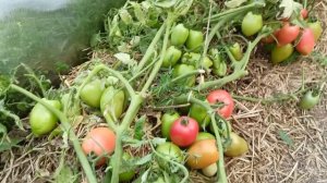 Томат "Пинк Плам"