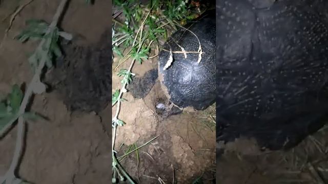 Черепаха откладывает яйца ч1 смотреть онлайн