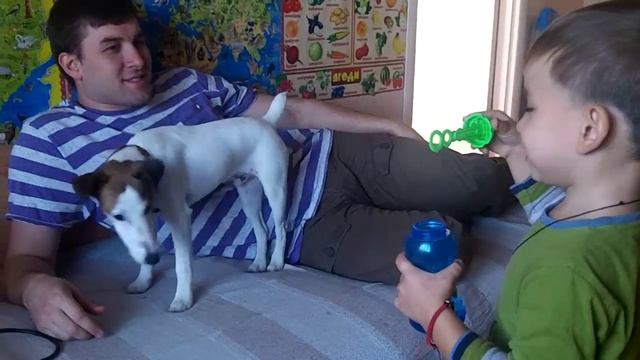Гладкошёрстный фокстерьер Нос. Первый год:) 1st year of the smooth fox terrier Nos смотреть онлайн
