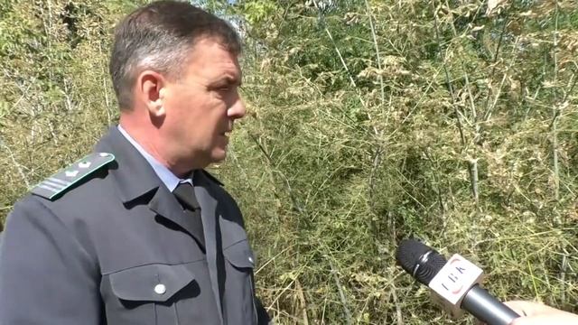 Чем в Курчатове уничтожают американскую бабочку-вредителя? смотреть онлайн