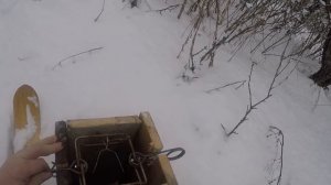 установка капканов на куницу