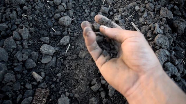 МТЗ 82 1 , боронуем Подсолнечник смотреть онлайн