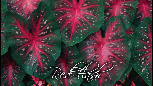 Different Caladium Varieties смотреть онлайн
