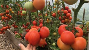 СПАСИБО ВСЕМ ЗА ПОДДЕРЖКУ! ДАЛЬШЕ КАК-ТО ТАК. ОБЗОР ТЕПЛИЦЫ С томатами серии ГНОМ