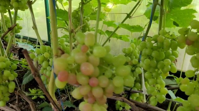 Виноград в Ленинградской области на 31 июля 2022 года. смотреть онлайн