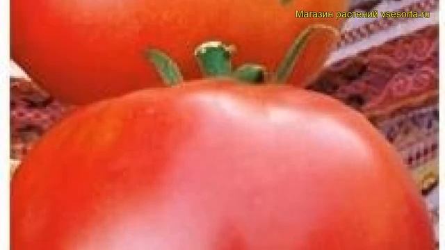 Томат обыкновенный Марфушечка-душечка. Краткий обзор, описание характеристик, где купить семена смотреть онлайн