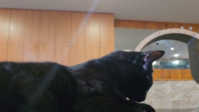 Серик остался один из своих братиков, их забрали хозяева, а он уже все ждет и ждет.