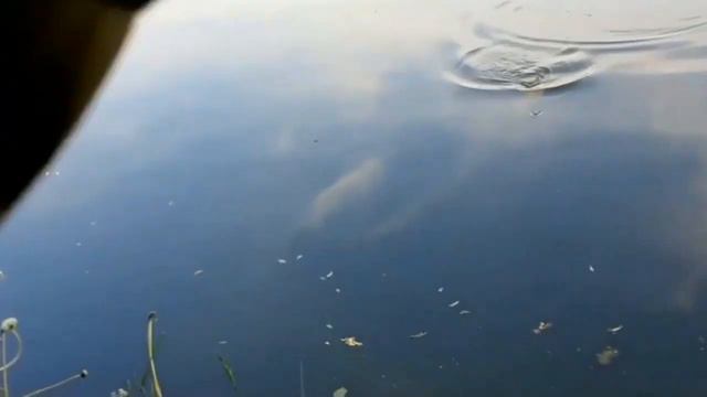 Лещëвая поклëвка. #рыбалка #ловля #лещ смотреть онлайн