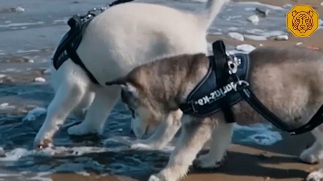 Akita inu VS Husky Siberiano - QUIEN GANA? смотреть онлайн