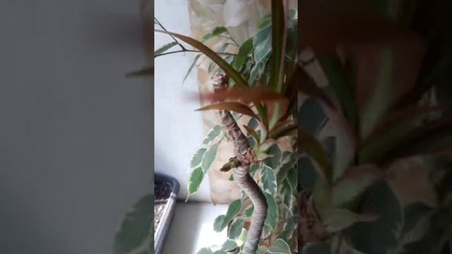 Комнатная драцена. Как спасти драцену