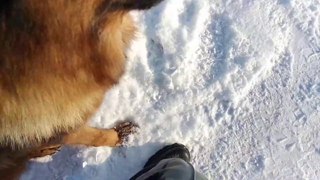 Будни кинолога смотреть онлайн