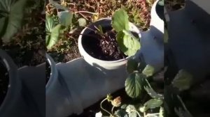 Клубника круглый год с Аминогумус