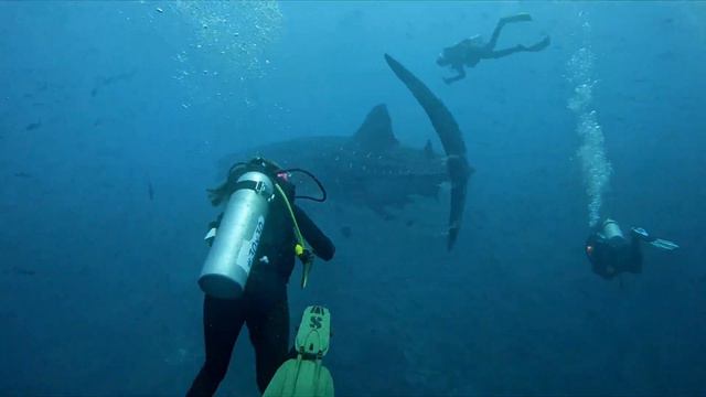 Gigantic tail of passing whale shark nearly clobbers scuba diver смотреть онлайн