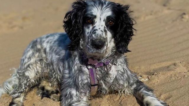 Sprocker Spaniel - TOP 10 Interesting Facts - Cocker x Springer Spaniel смотреть онлайн
