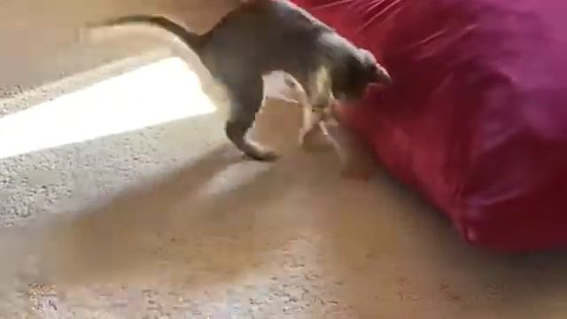 Игрушки для кошек Спиральные пружинки 5 шт CAPSBOARD 5 см смотреть онлайн