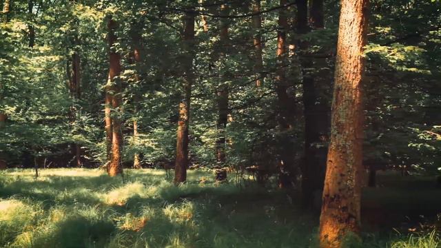 | Beautiful Relaxing Music | Peaceful Piano Music With Nature Sounds | Meditation | Inner Peace |