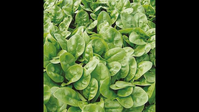 #Սպանախ #Шпинат #Spinach նրա օգտակար և վնասակար հատկությունները