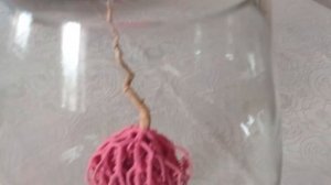 Египетская Роза пустыни.