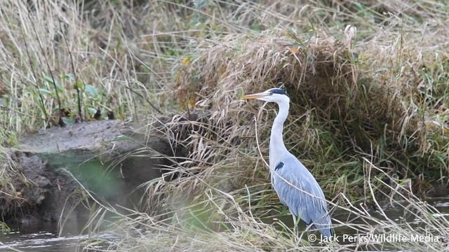 Grey Heron: Fact File (British Wildlife Facts) смотреть онлайн