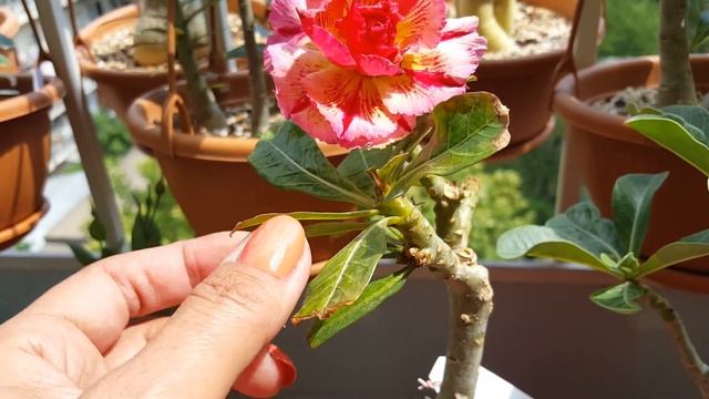 Адениум Golden Parfum смотреть онлайн