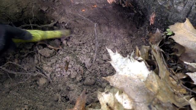 НЕ ПОВЕРИЛИ ГЛАЗАМ КОГДА ОБНАРУЖИЛИ ПОД КОРНЯМИ 400-ЛЕТНИЕ НАХОДКИ!!! смотреть онлайн