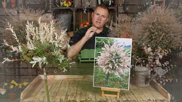 Flamingo Willow Salix With Peter McDermott смотреть онлайн