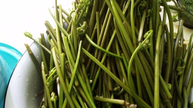 Сбор и засолка съедобного папоротника орляка смотреть онлайн