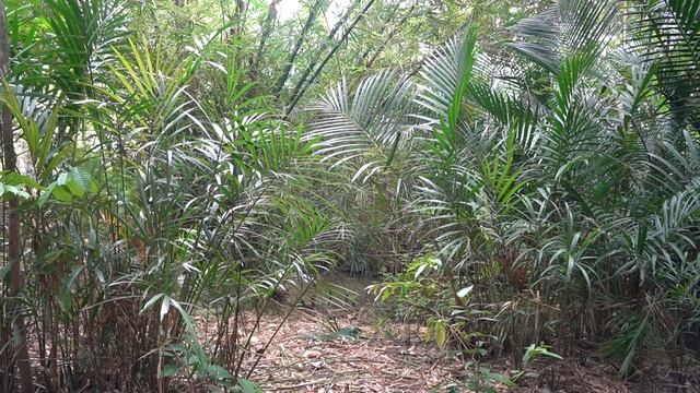 Bushcraft Building -  Young Girl Build Bamboo Hut On Nature