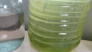 Хлорелла+ триходерма, выращиваю дома, опыт.