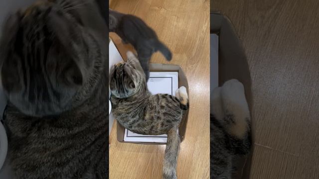 Малыш кот Серый мучает Еву смотреть онлайн