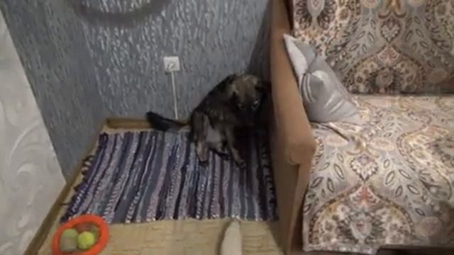 Борька-девка с яйцами! Почему?-Сегодня вы узнаете ответ на этот вопрос. смотреть онлайн