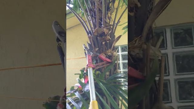 The best tool to trim tall Phoenix Roebelenii palms from the ground. смотреть онлайн