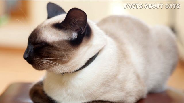 SIAMESE Cat PROS and CONS (MUST-KNOW) смотреть онлайн