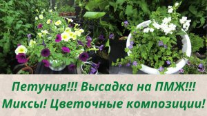 Петуния на ПМЖ!!!Цветочные миксы с петунией и другими цветами! Обзор!