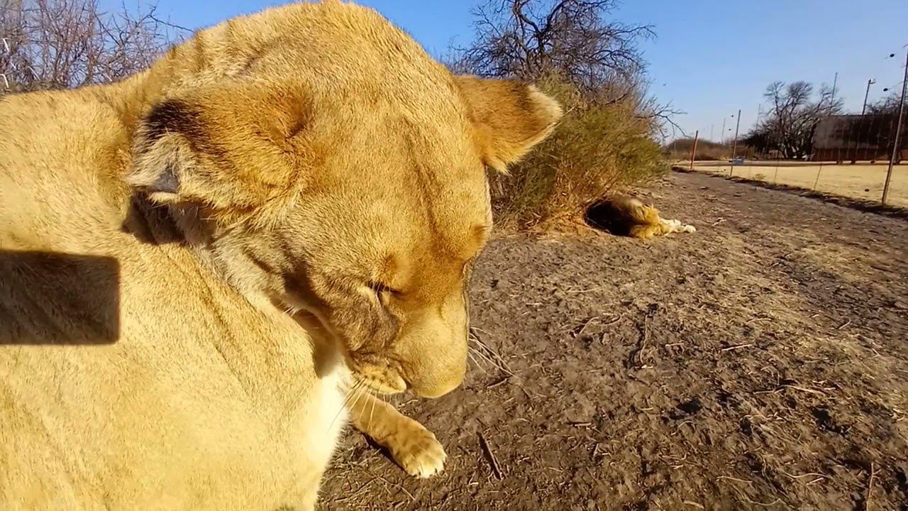 Новая расческа для львов. New brush for lions смотреть онлайн