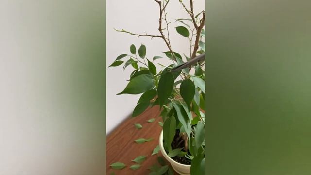 ❗️❗️❗️ПОЛНАЯ ДЕФОЛИАЦИЯ ФИКУСА❗️❗️❗️ смотреть онлайн