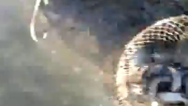 Рыбалка на Бриньковских каналах(Краснодарский кр.) смотреть онлайн