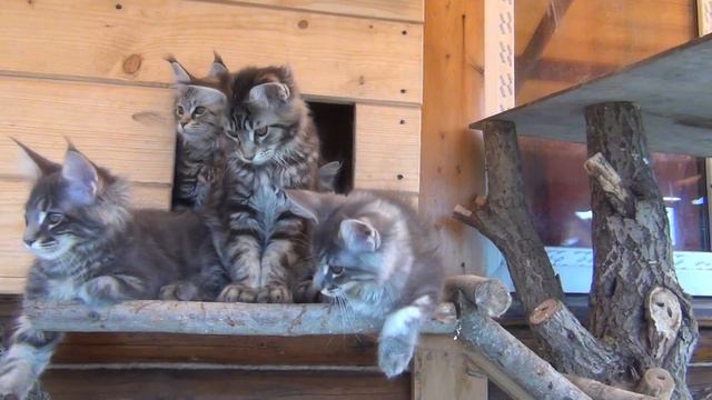 Свободные котята 3 мес - 1 смотреть онлайн